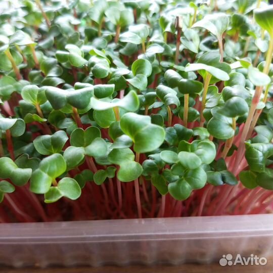 Микрозелень