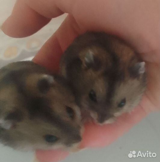 Джунгарский хомяк