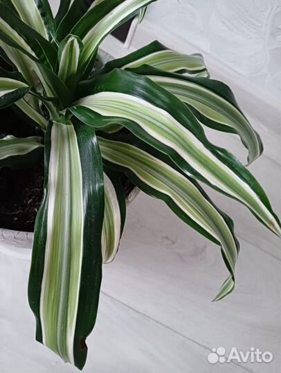 Драцена душистая