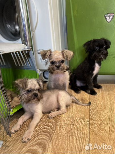 Щенки метисы