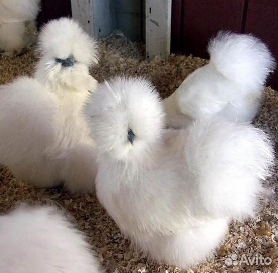 Брудер нового покаления-50 цыплят