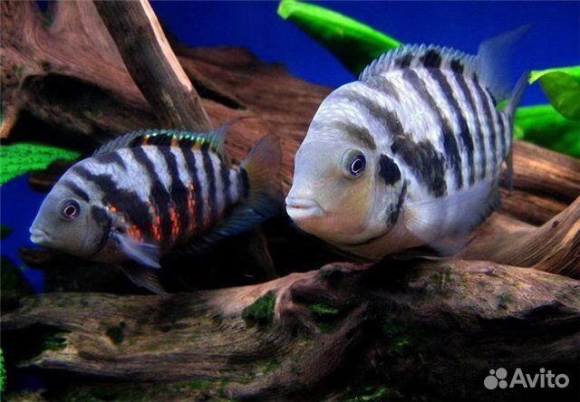 Аквариум с тумбой 110 литров