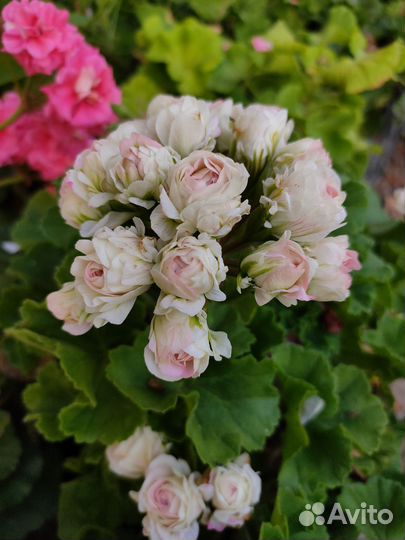 Пеларгония герань