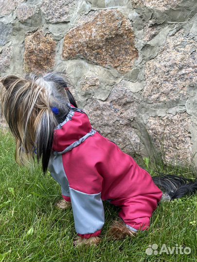 Одежда для собак