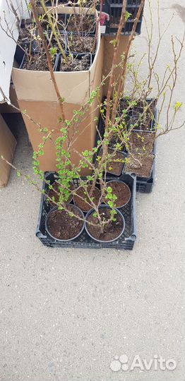 Плодовые кустарники