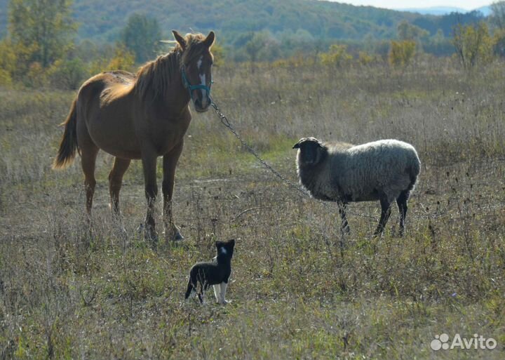 Щенки бордер колли