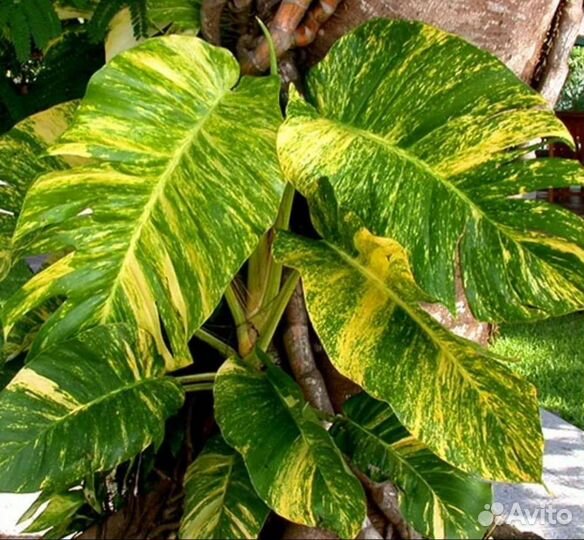 Эпипремнум,Сциндапсус - разные