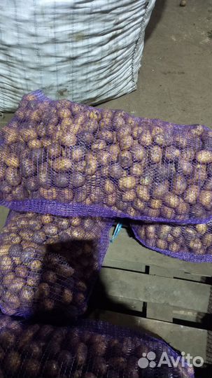 Семенной картофель галла