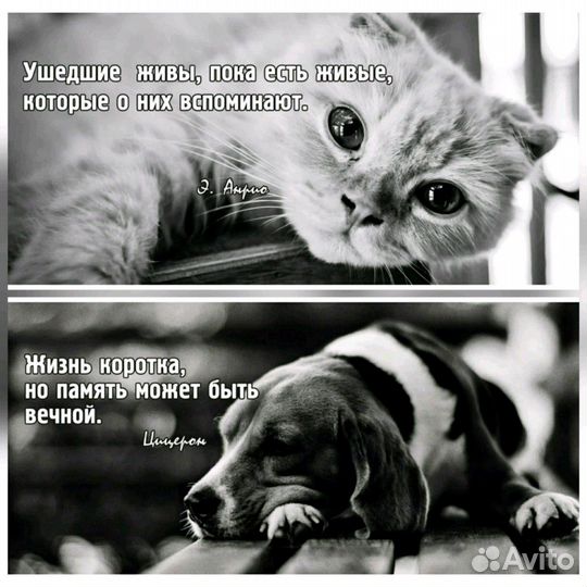 Эвтаназия Усыпление Кремация Захоронение