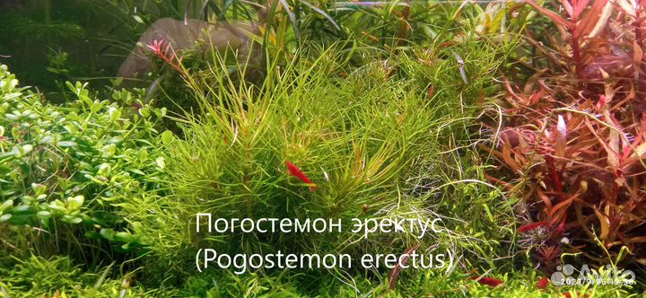 Аквариумные растения