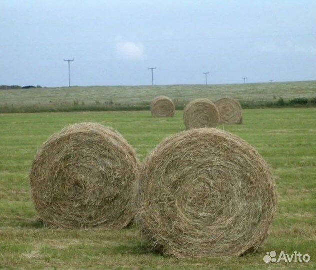 Сено в рулонах разнотравье