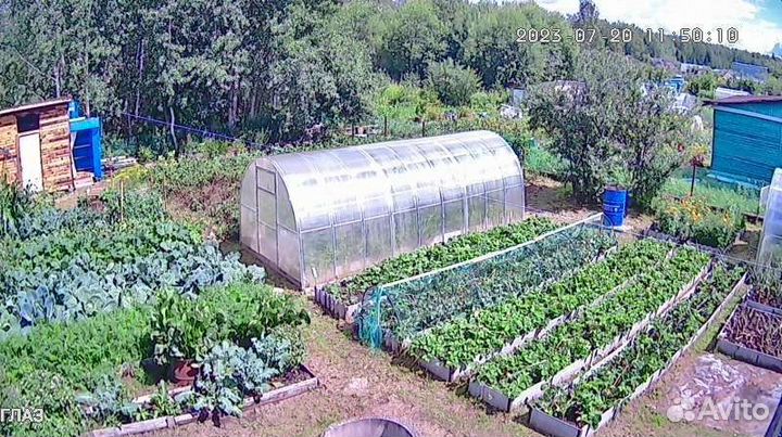 Продам усы клубники лорд