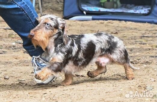 Такса жесткошерстная кроличья. вязка