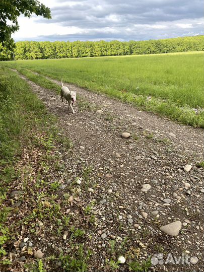 Аргентинский дог вязка