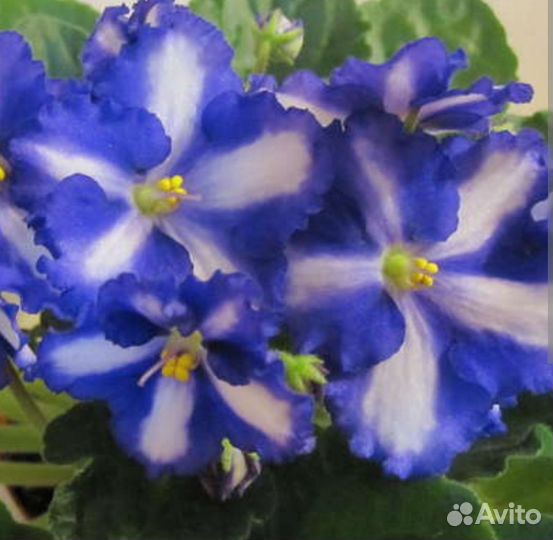 Фиалки сортовые