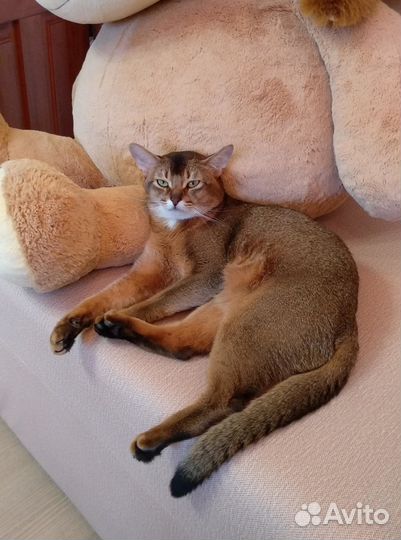 Вязка с аби-котом
