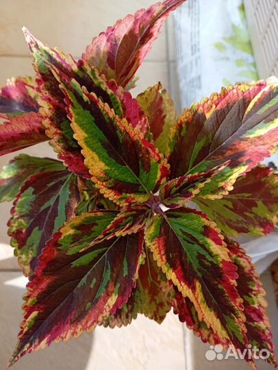 Черенки колеусов