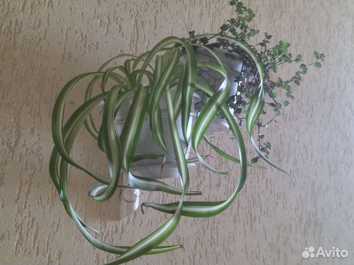 Ретродержатель березка Хлорофитум кудрявый