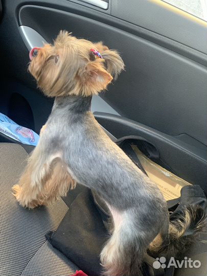 Йоркширский терьер щенки девочки mini