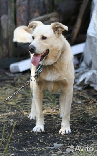 В добрые руки