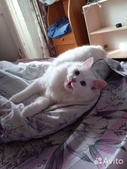 Случка кошки