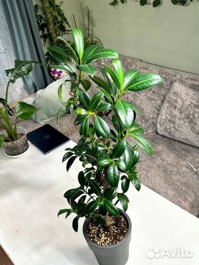 Фикус мелани