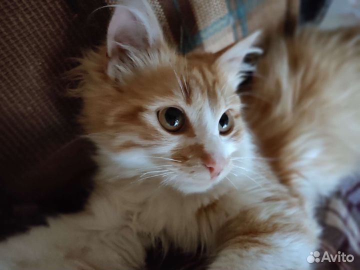 Котик в дар