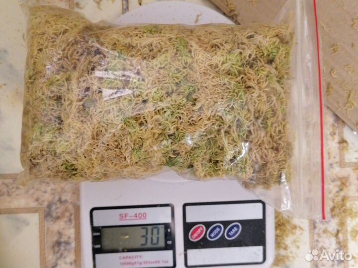 Мох сфагнум