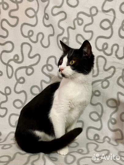 Котик в дар