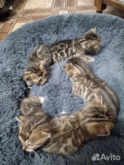 Бенгальские котята