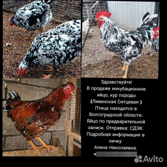 Цыплята, инкубационное яйцо пород