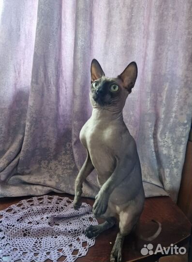 Канадский сфинкс вязка