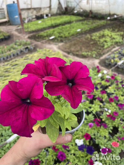 Цветы в горшках. Опт, розница. Петунья и т.д