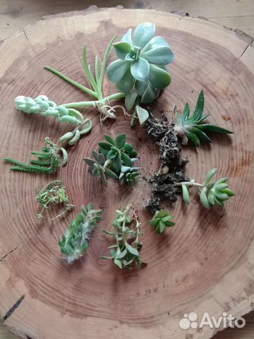 Суккуленты набором