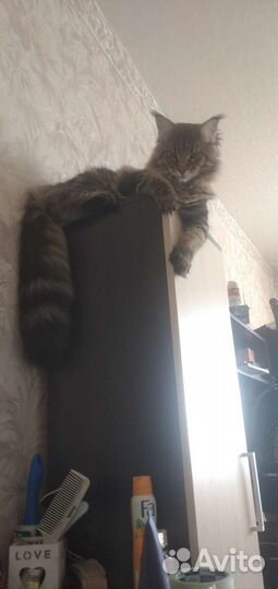 Вязка Мейн-Кун