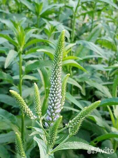 Вероника колосковая