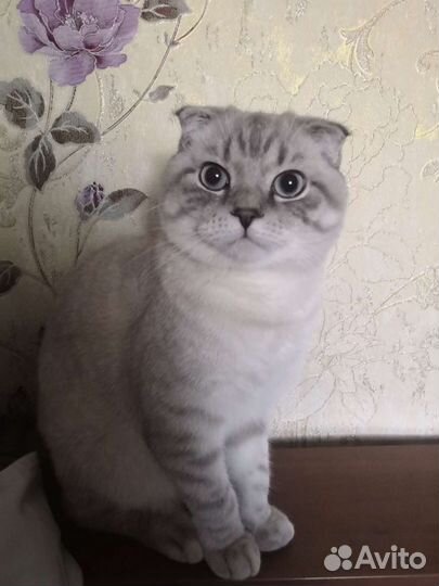 Шотландский кот на вязку вислоухий