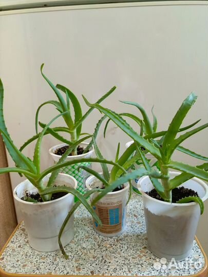 Алоэ лечебный