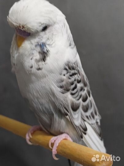 Ввп Чех самец