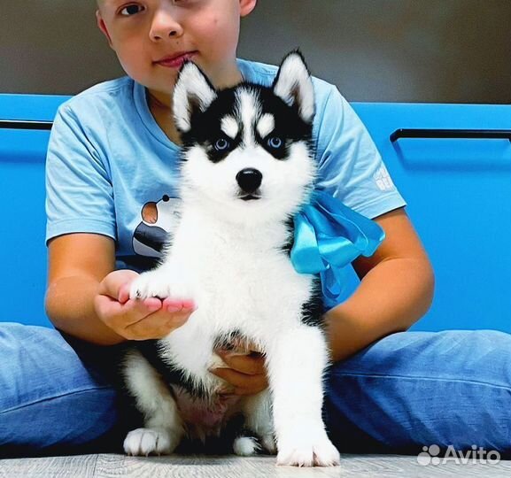 Яркие Хаски Щеночки - Большой Выбор - для Вас )