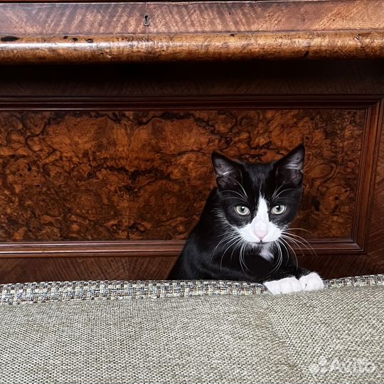 Котёнок в дар