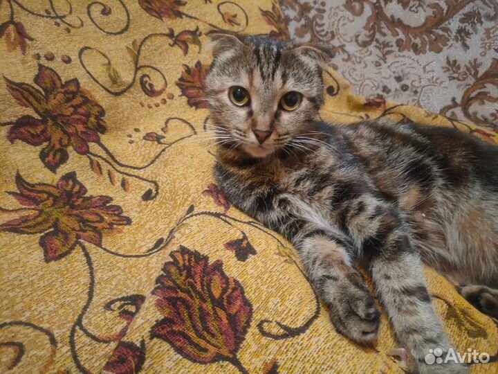 Вислоухие котята бесплатно в добрые руки