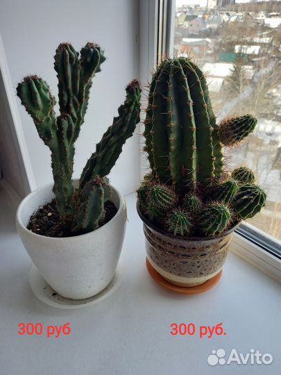 Цветы домашние