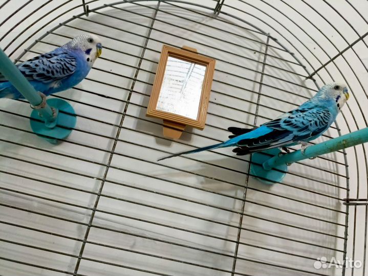 Волнистые попугаи