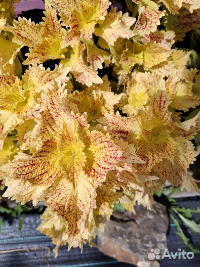 Колеусы вегетативные