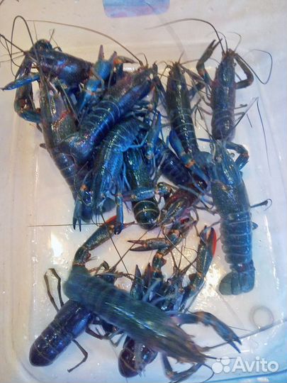 Австралийский красноклешневый рак