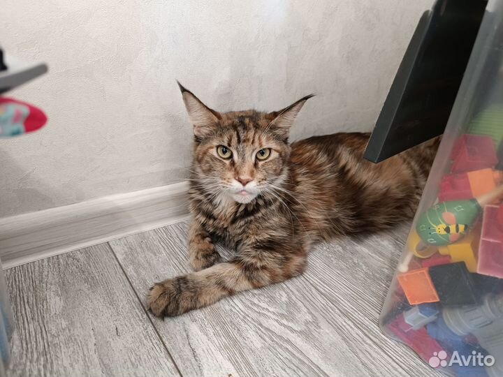 Котята мейн-кун