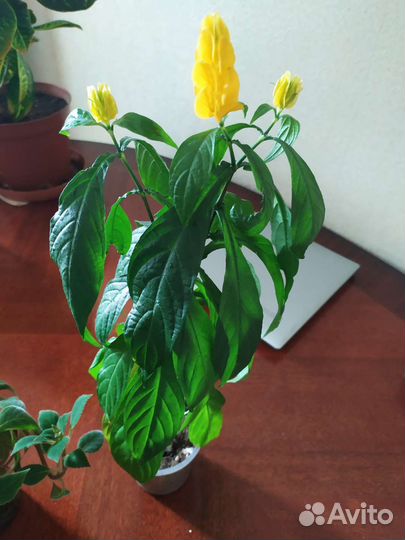 Маранта,граптофиллум, сингониум Неон,колерия и др