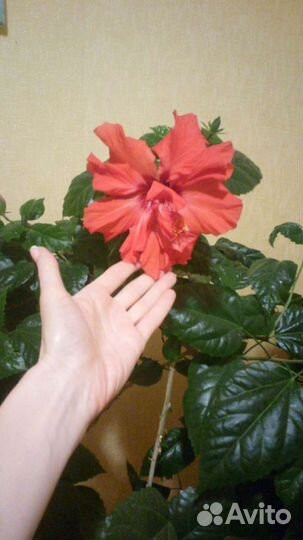 Гибискус китайская роза