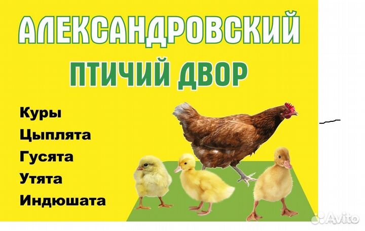 Куры молодки
